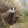 Badgers