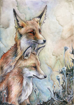 Two foxes and lichens