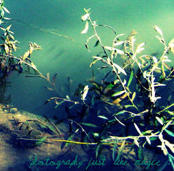 river plant.