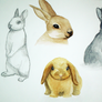 Sketches rabbits