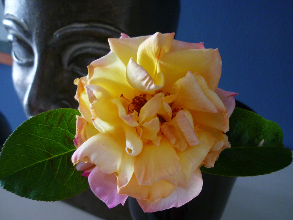 Rosa by NobleArtOfDesign on DeviantArt
