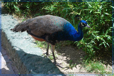 Female peacock