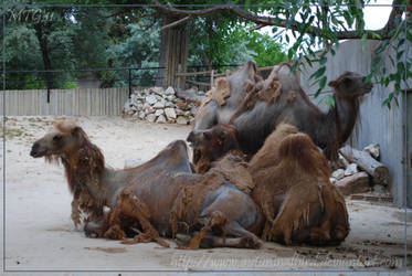 Camels