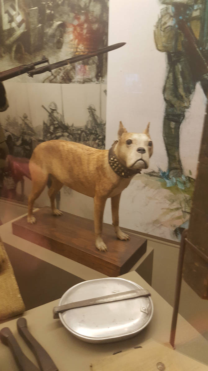 Sgt. Stubby by SonofChinglu on DeviantArt