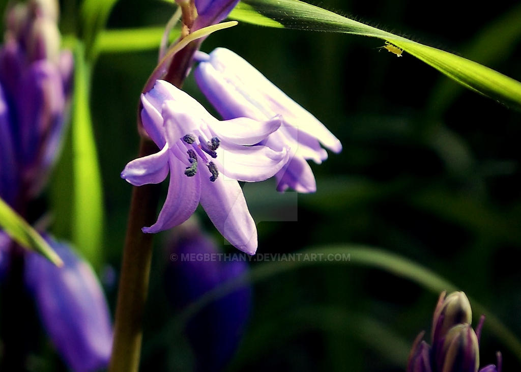 Purple bells