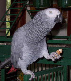 African Grey-3