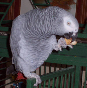 African Grey-5