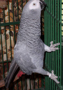 African Grey-6