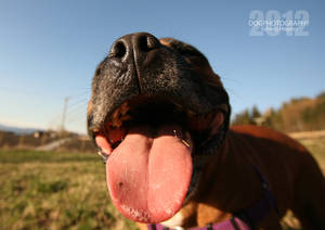 Staffordshire Bull Terrier