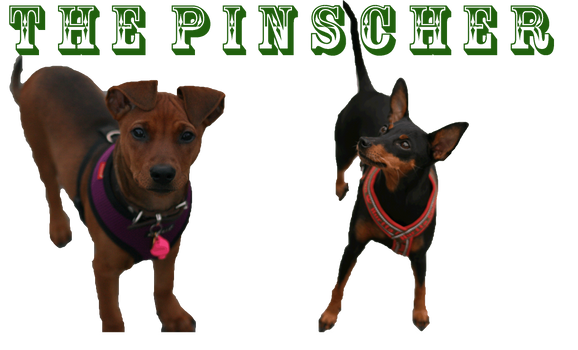 thepinpinscher