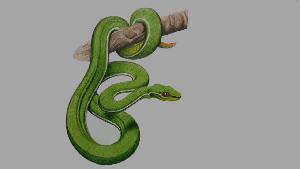 Dessin D Un Serpent By Natelier On Deviantart Dessin D Un Serpent By Natelier On Deviantart