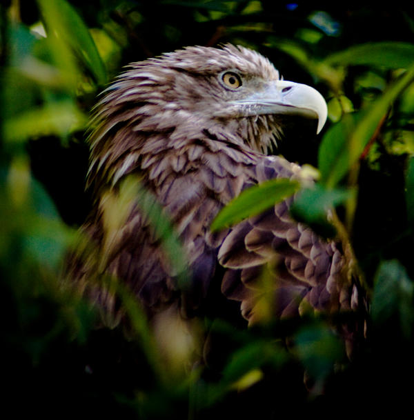 White-tailed sea eagle