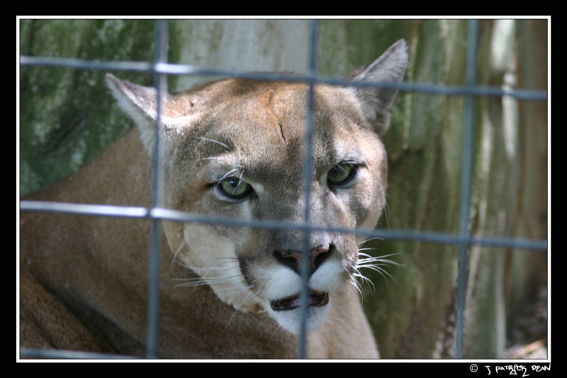 Big Cat Rescue - Cougar