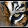 Eye of a Tiger v 2