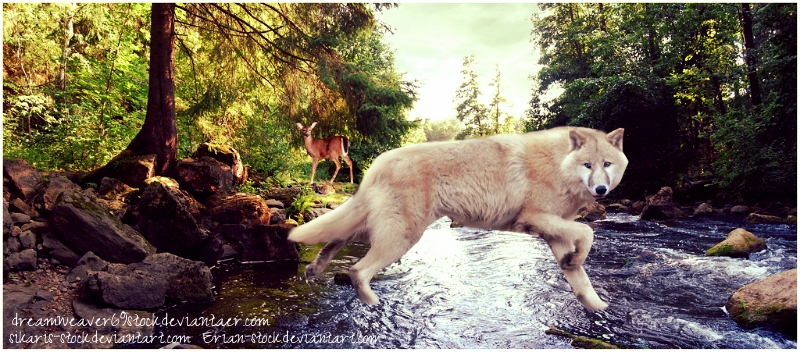 another wolf manip (: