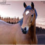 lusitano horse manip