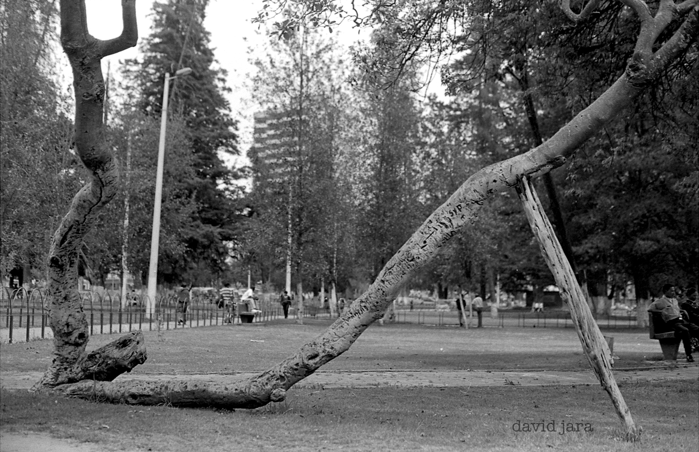 arbol que crece torcido...