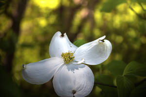 Dogwood Beauty