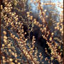 sunlit puffballs