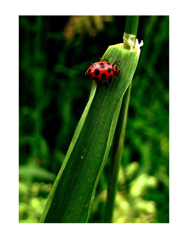 Not A Ladybug