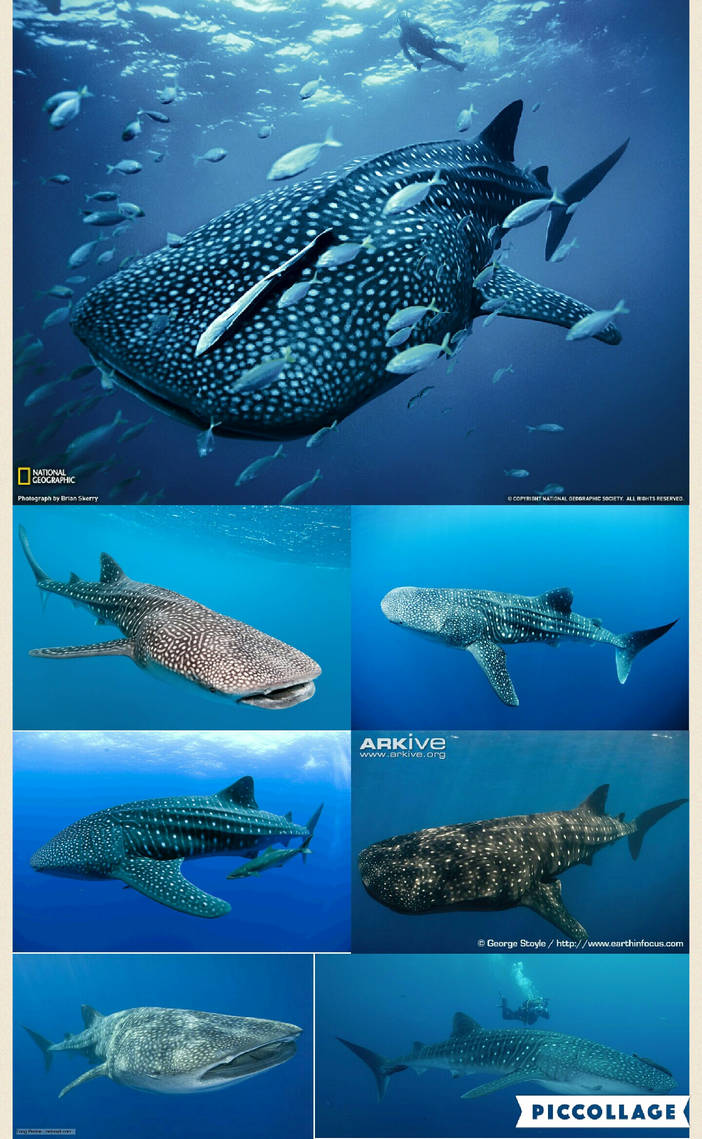 Whale Shark By Loveall231 On DeviantArt whale-shark-by-loveall231-on-deviantart