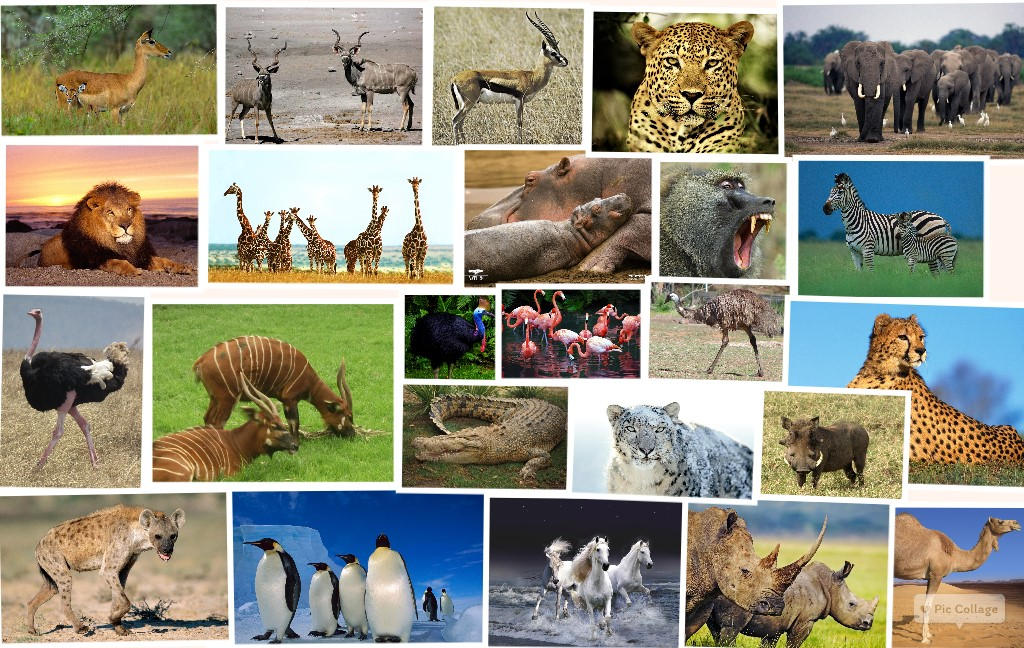 All Animals Deviantart All Animals by Loveall231 on DeviantArt