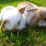 baby rabbits