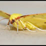 yellow moth