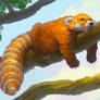 the Red panda