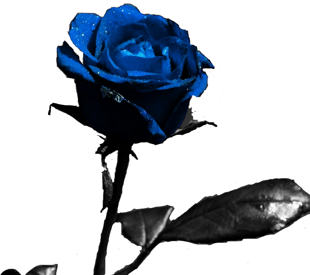 rosa azul got by azulita1212 on DeviantArt