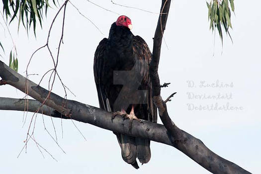 Turkey Vulture in Tree