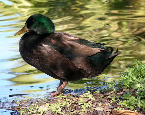 Bigboi, the Cayuga duck