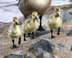 March of the Goslings