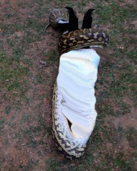 Python and Ross by Vorishstorywriter on DeviantArt