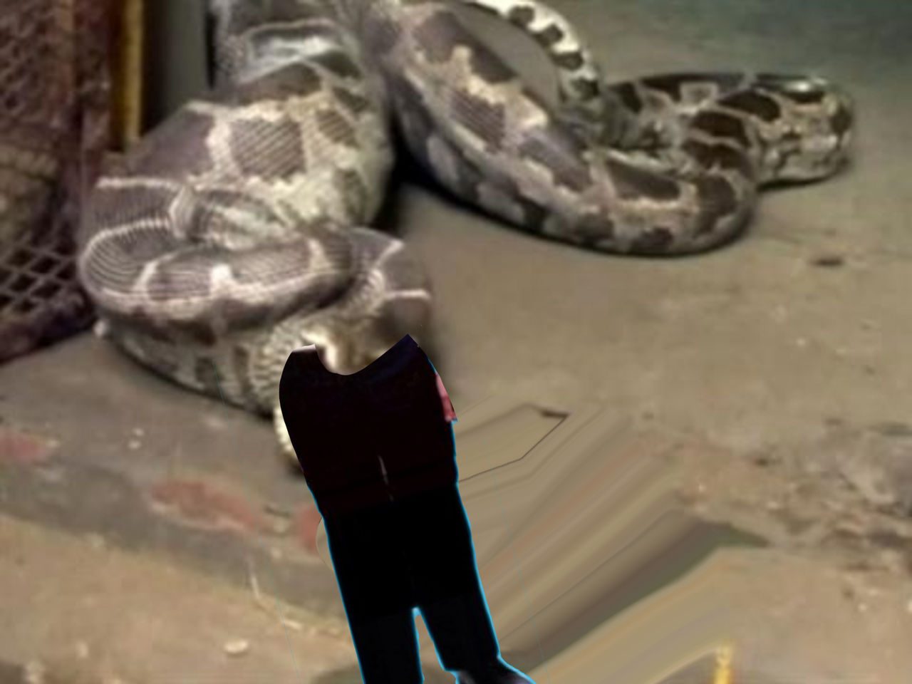 Ross and the python by Vorishstorywriter on DeviantArt