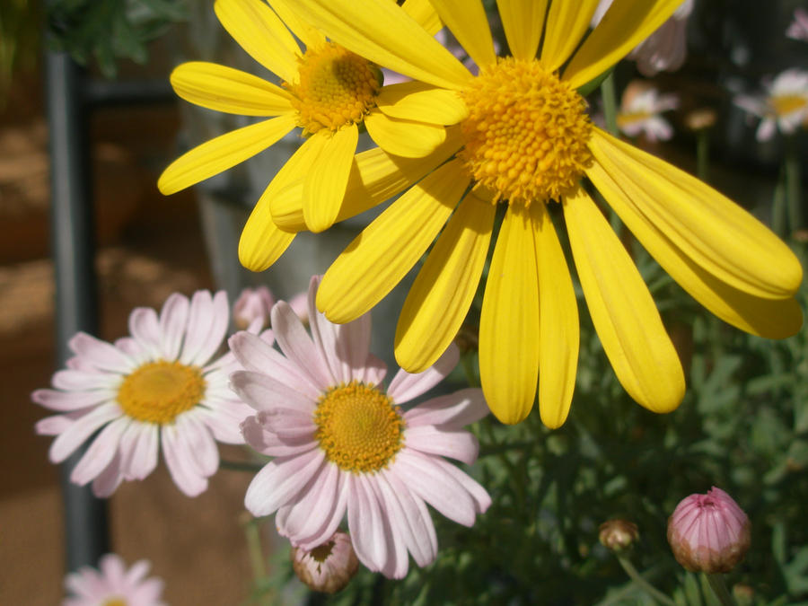 Yellow and white.