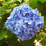 Hydrangea