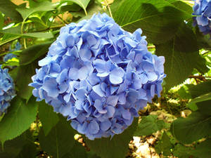 Hydrangea