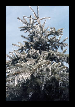 Iced Pine