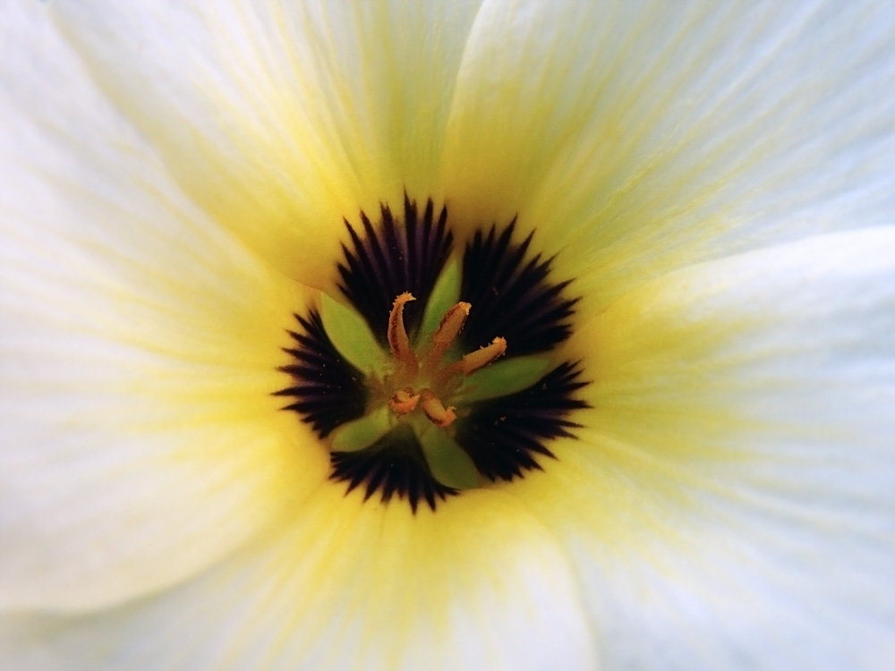 White flower