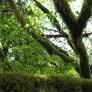 Mossy Tree Limbs