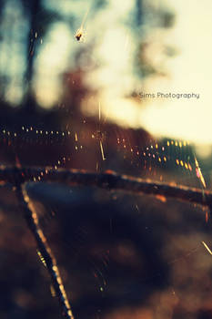 Spider Web