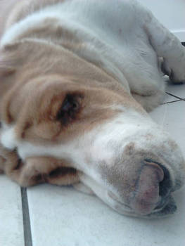 My dog (basset hound)