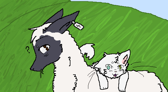 Sheep and Cat