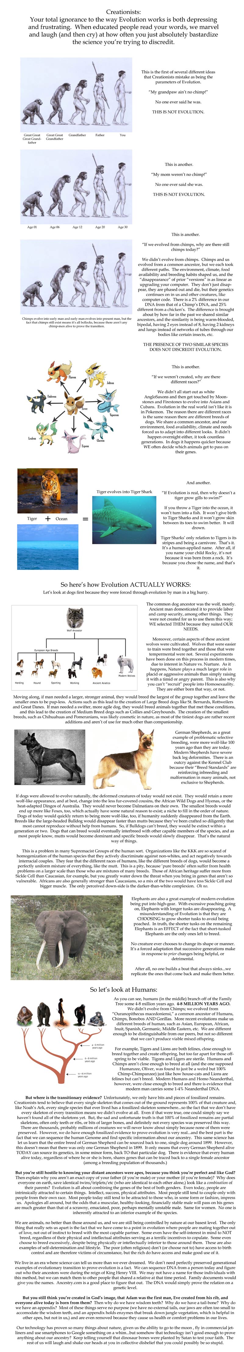 EvolutionChart