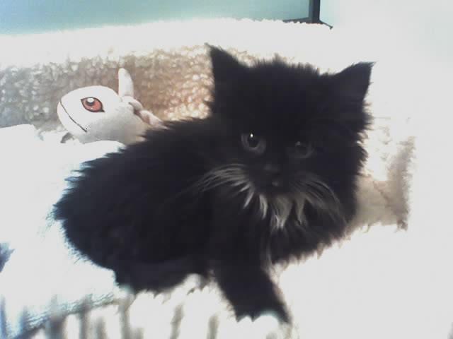 Fluffy when she was a kitten