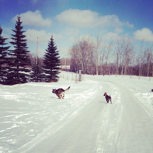 German Shepherds in the snow