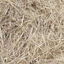Dry grass capt1