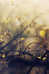 spring's sun by morethanprincess