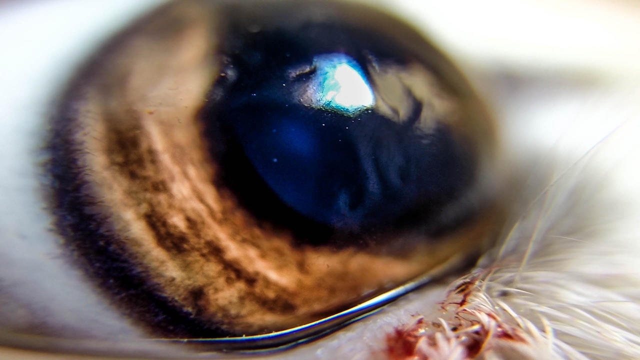 Sheep S Eye By Chororro On Deviantart